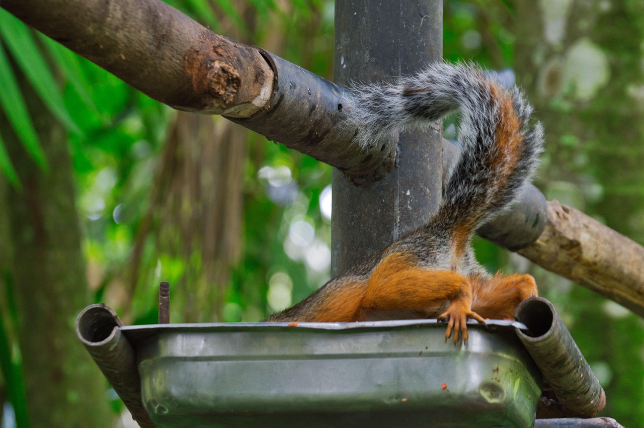 costa rica, chipmunk, nature, thief, wild, stealing food, eat, animals, diet, rodent
