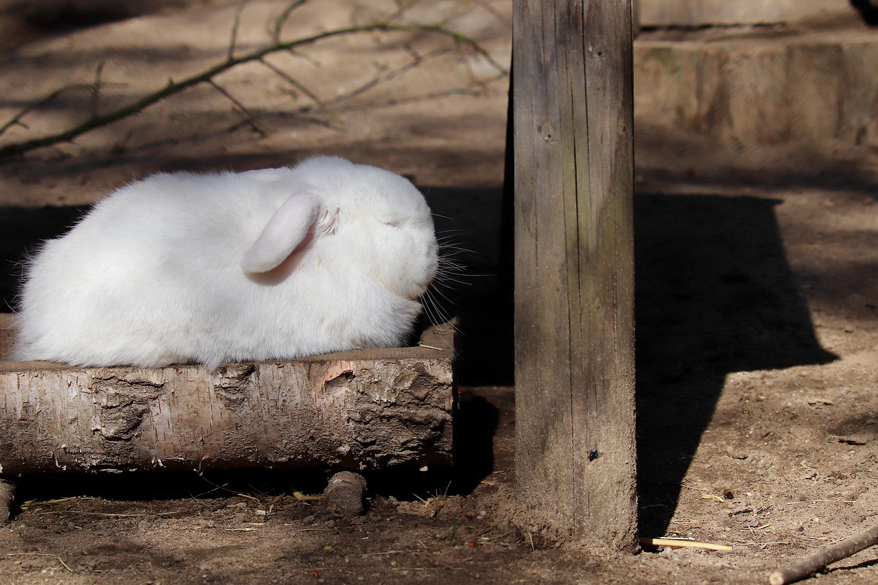 rabbits, dwarf rabbit, nature, aries, dwarf ram, white rabbit, fur, floppy ears, domestic animal, animal, feeding trough