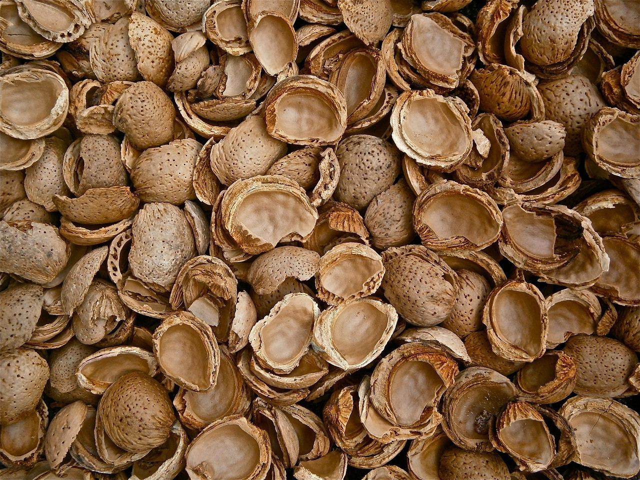 almonds, shells, windows wallpaper, wallpaper hd, full hd wallpaper, mac wallpaper, hd wallpaper, laptop wallpaper, 4k wallpaper, 4k wallpaper 1920x1080, cool backgrounds, beautiful wallpaper, empty, cracked, nature, wallpaper 4k, texture, free wallpaper, free background, desktop backgrounds, background