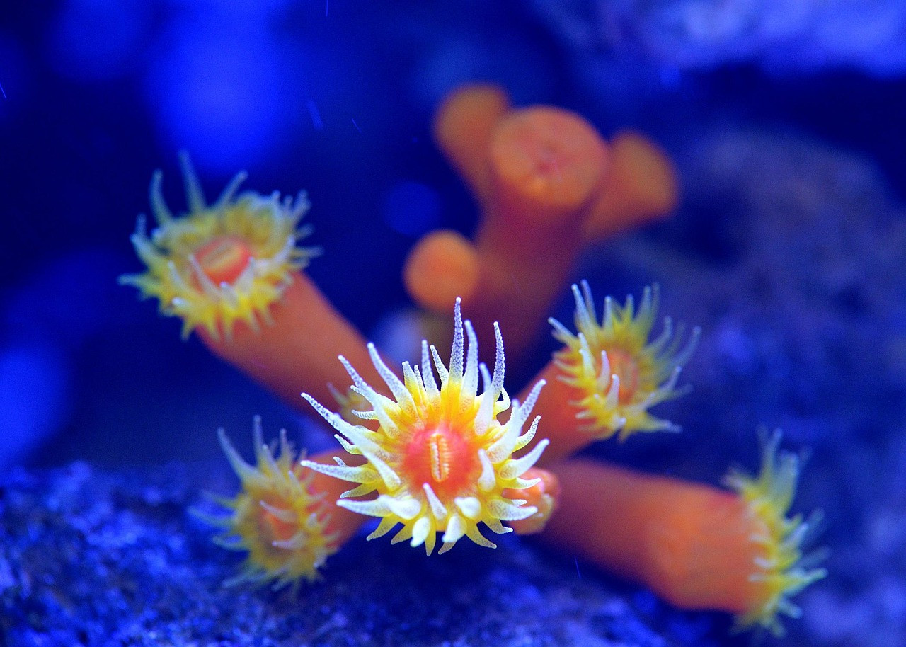 cannon stick, clownfish, fish tank, nemo, nature, underwater, sea, reeve, coral