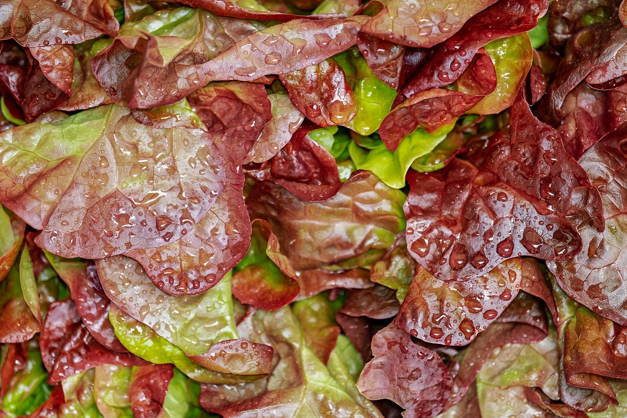 lollo rosso, cut salad, salad, crisp, fresh, washed, waterdrop, curled leaves, lettuce, bio, red, healthy, vitamins, raw food, garden salad, multicoloured, food, meal, salad, salad, salad, lettuce, lettuce, lettuce, lettuce, lettuce