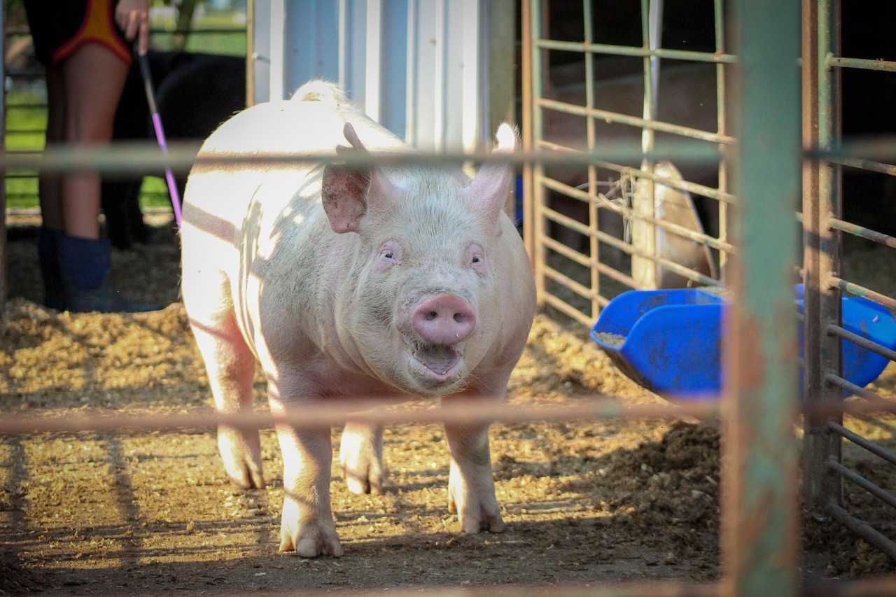 pig, animal, farm, smile, agriculture, nature, pet, pork, hog, farmer, brown farmer