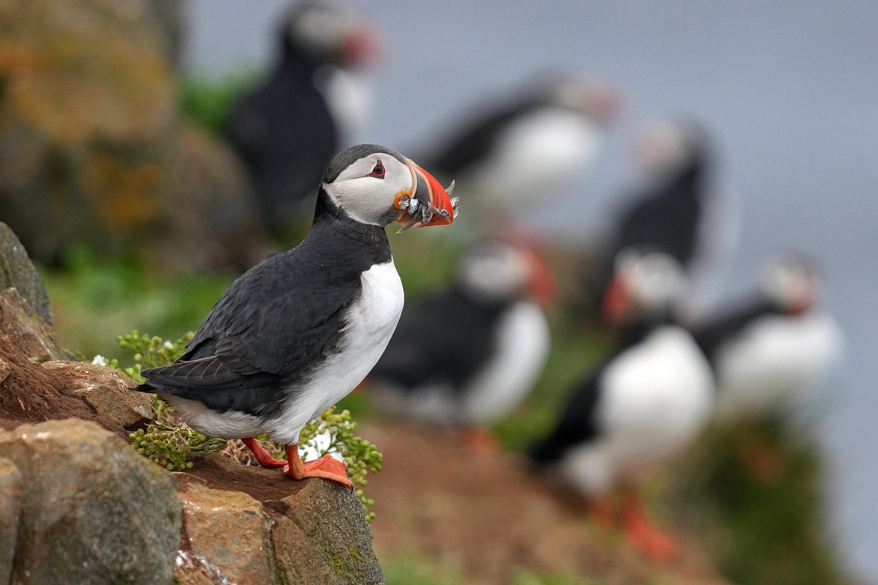 puffin, bird, fish, meal, animal, beak, plumage, nature, puffin, puffin, puffin, puffin, puffin
