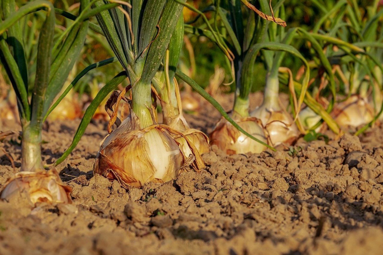 onion, fields, field, onion field, leek, vegetable garden, row, cultivation, agricultural, harvest time, floor, earth, onion, onion, onion, onion, onion, vegetable garden