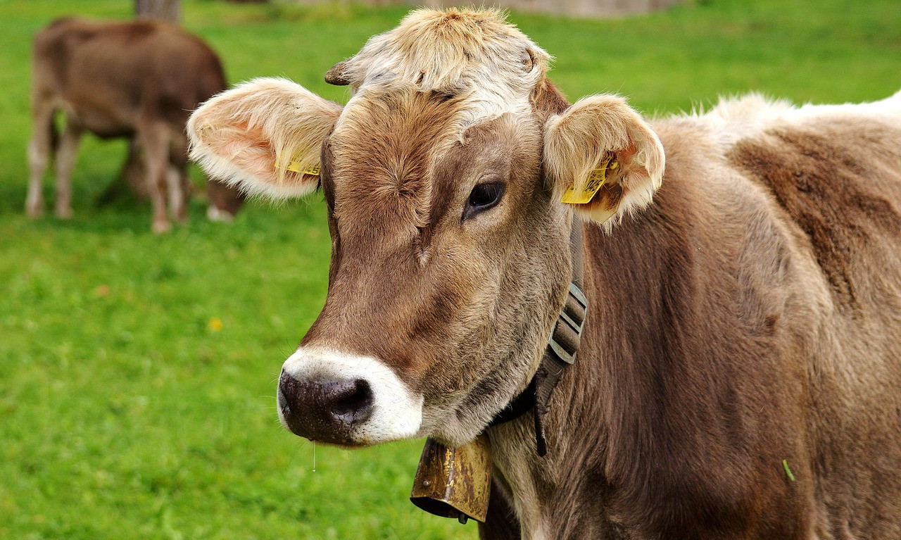 cow, allgäu, cows, ruminant, dairy cattle, pasture, animal, bovine, meadow, cattle, farm yard, farm animal, grass, nature, beef, agriculture, livestock, cow, cow, cow, cow, cow, cattle, cattle