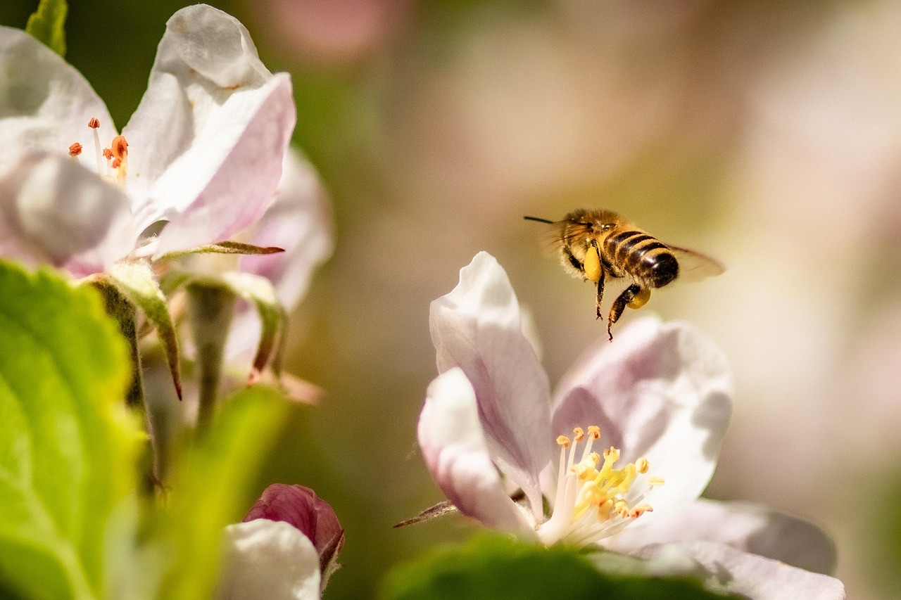bee, apple blossom, flowers, honey bee, flower background, flower wallpaper, insect, flying, pollination, plant, apple tree, spring, garden, nature, beautiful flowers, closeup