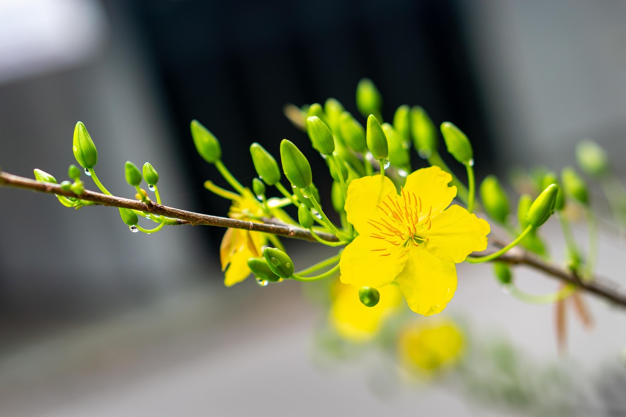 apricot blossom, apricot flower, nature, yellow flower, spring