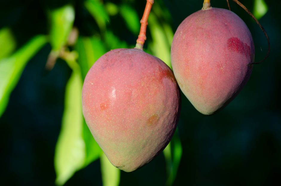 Ile kalorii ma mango? Sprawdź w kalkulatorze