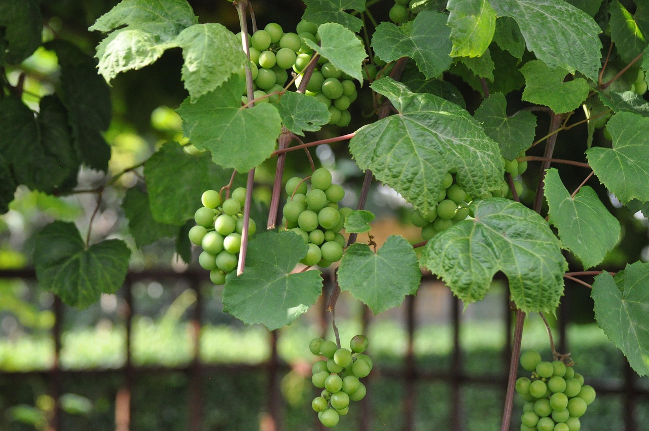 winogrona, grapes, zielone, green