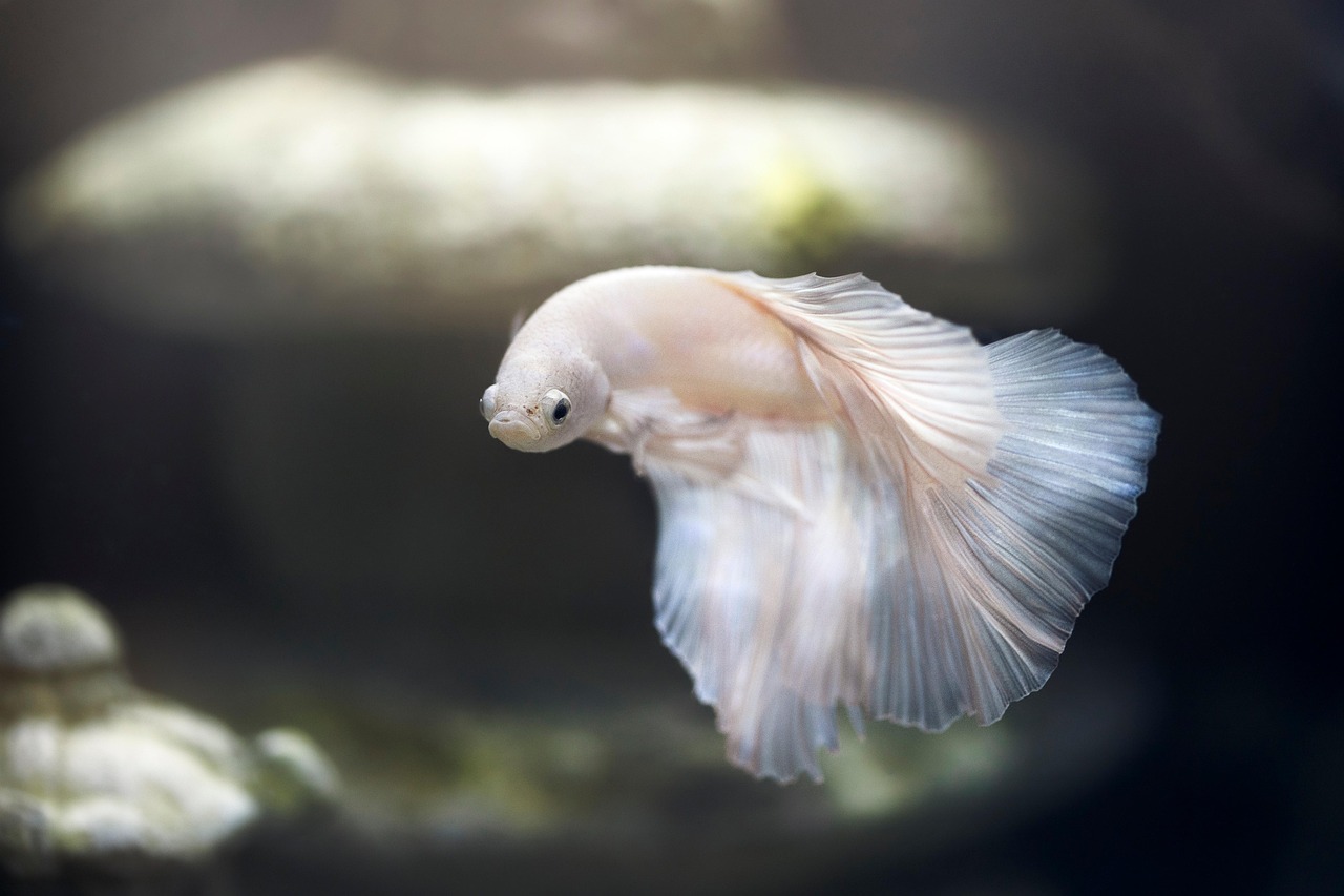 aquarium, fish, pet, betta, siamese fighting fish, animal world, swimming, nature, water, underwater, swim, tank, fish tank