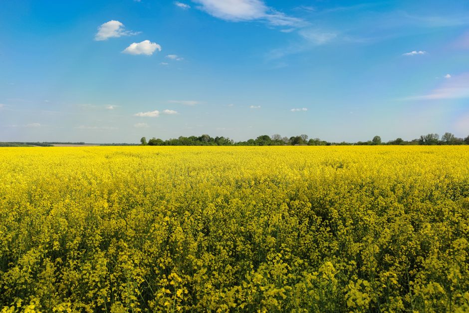 Ile kalorii ma łyżka oleju rzepakowego? Sprawdź