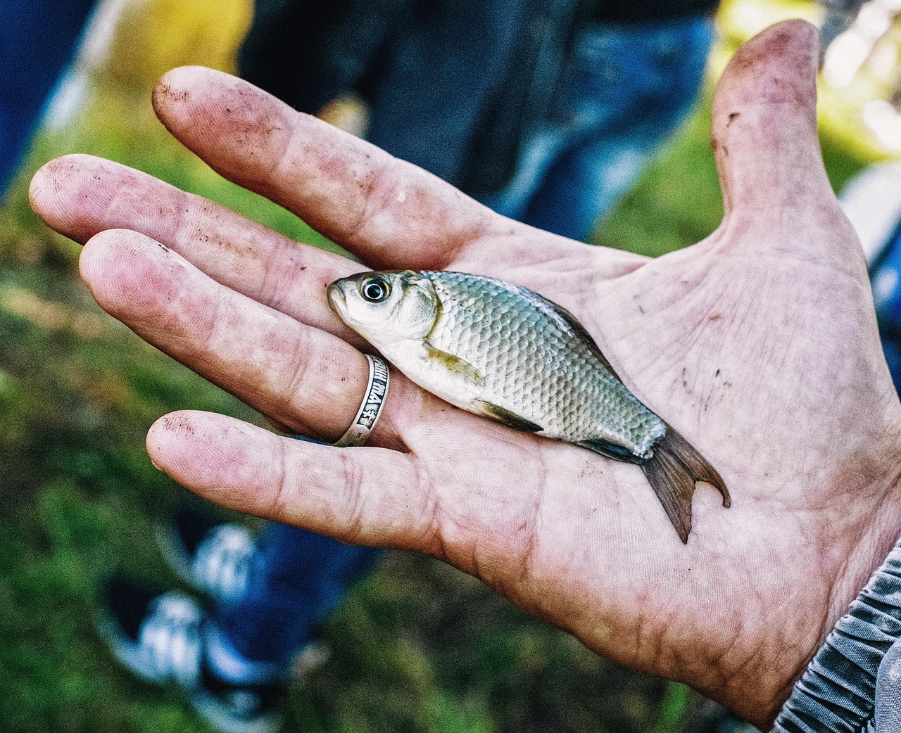 Kaloryczność paluszków rybnych - co na nią wpływa?