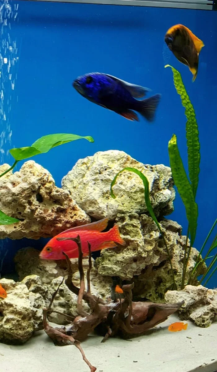 4AQUA PRACOWNIA ZOOLOGICZNA - hodowla ryb, import ryb, ryby akwariowe, - Restauracja Olsztyn
