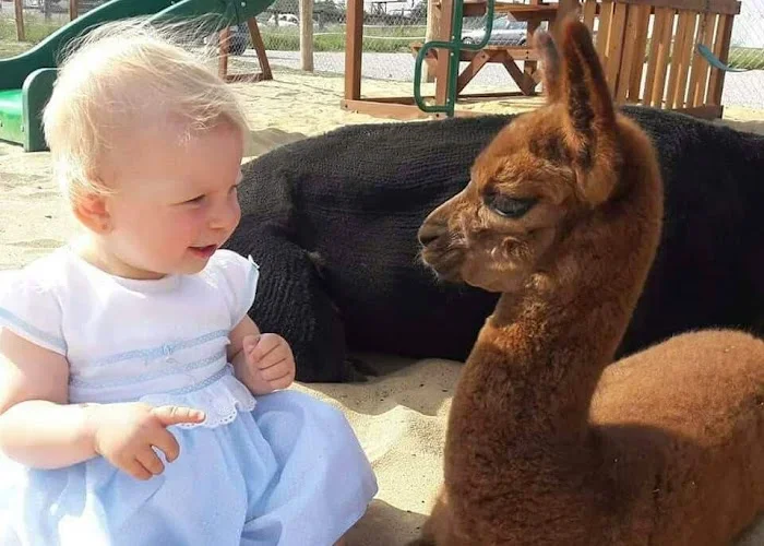Alpakarnia Poczesna - Mini zoo. Bilet kosztuje 45zł a dzieci do lat 3  - Kawiarnia Częstochowa