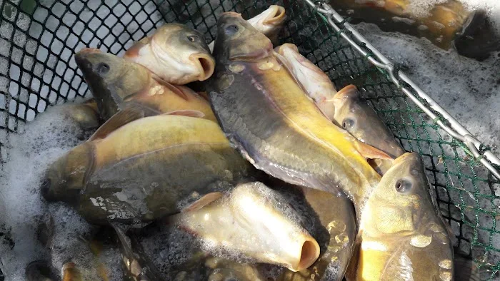 Gospodarstwo rybackie Niemiec - Restauracja Jastrzębie-Zdrój