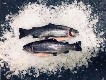 Handel hurtowy Ryby Staniszów Mateusz Kłoczkows