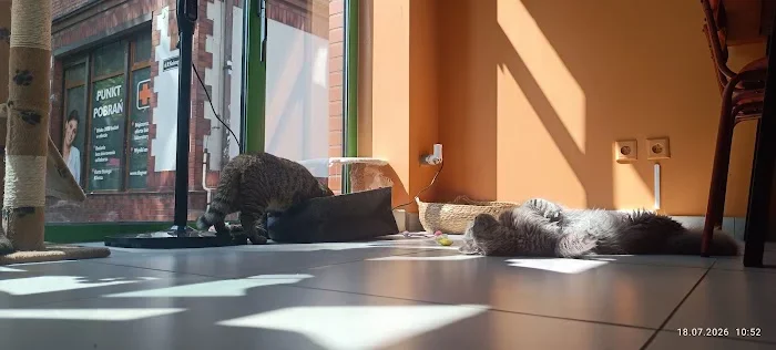 Kocia Kawiarnia Tom Ruda Śląska