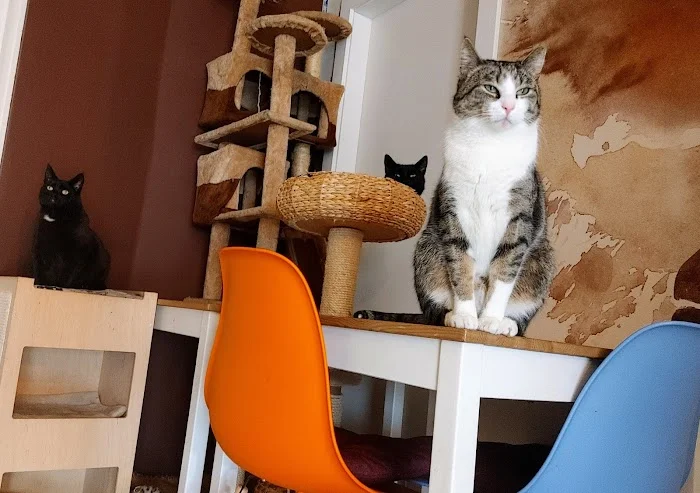 White Cat Café - Kawiarnia Gdynia